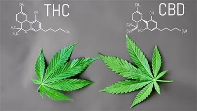 Aký je rozdiel medzi THC a CBD