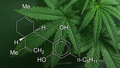 CBD, marihuana a konope: Aký je rozdiel medzi týmito kanabisovými produktmi a...